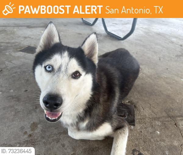 Found/Stray Male Dog last seen Woodlawn lake park, San Antonio, TX 78201