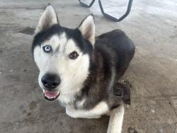 Found/Stray Male Dog last seen Woodlawn lake park, San Antonio, TX 78201