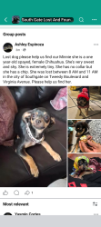 Reunited Female Dog last seen Virginia ave and tweedy blvd, South Gate, CA 90280
