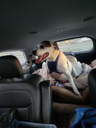 Reunited Male Dog last seen Hibberd and OH 48, Washington Township, OH 45458
