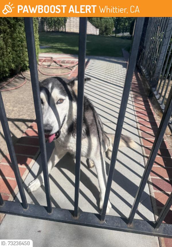 Found/Stray Female Dog last seen Rimwood Dr and Corella Ave, Whittier, CA 90603