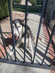 Found/Stray Female Dog last seen Rimwood Dr and Corella Ave, Whittier, CA 90603