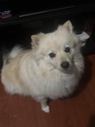 Reunited Female Dog last seen Almeria middle school, Fontana, CA 92336