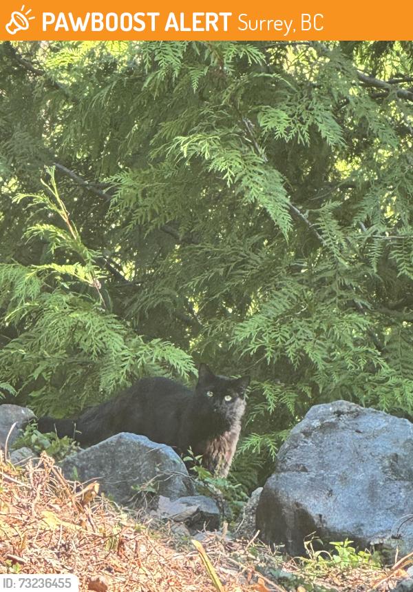 Found/Stray Unknown Cat last seen Near street & 55A Avenue, Surrey, BC 