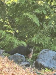 Found/Stray Unknown Cat last seen Near street & 55A Avenue, Surrey, BC 