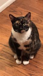 Lost Female Cat last seen Cañada Blvd in Glendale, Glendale, CA 91208