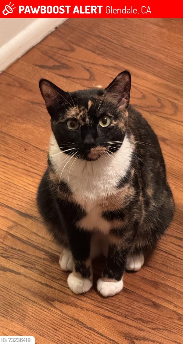 Lost Female Cat last seen Cañada Blvd in Glendale, Glendale, CA 91208