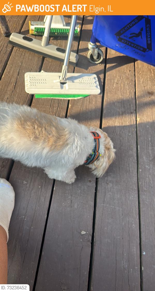 Found/Stray Male Dog last seen glen echo street elgin il 60120, Elgin, IL 60120