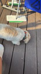 Found/Stray Male Dog last seen glen echo street elgin il 60120, Elgin, IL 60120