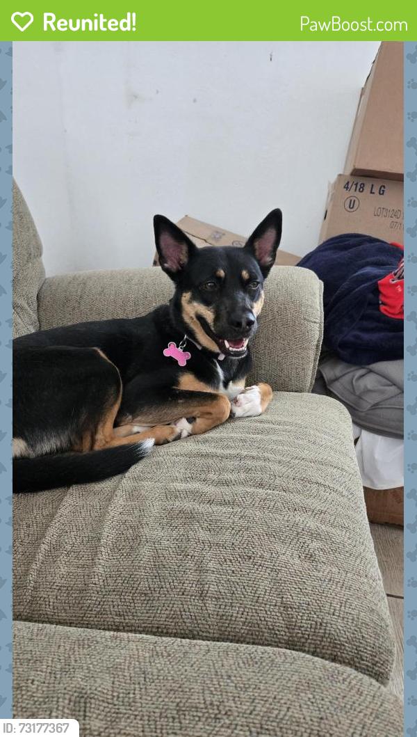 Reunited Female Dog last seen Home, Midland, TX 79701