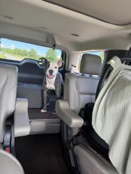 Found/Stray Female Dog last seen Near E Greenville st, Anderson, SC 29621