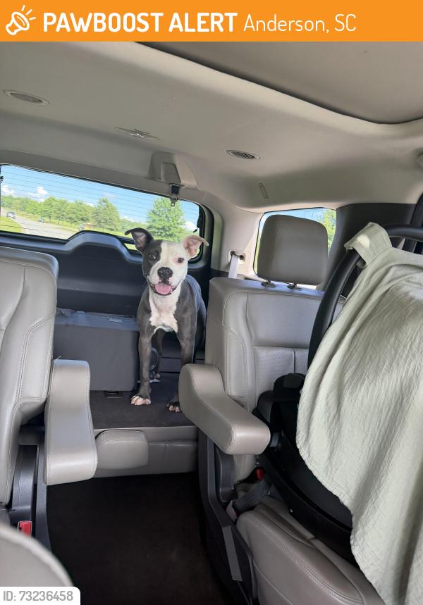 Found/Stray Female Dog last seen Near E Greenville st, Anderson, SC 29621