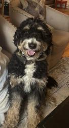 Reunited Female Dog last seen Valley Glen Aparments, Abington Township, PA 19027