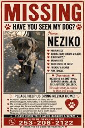 Lost Female Dog last seen winco off 176th, Graham, WA 98387