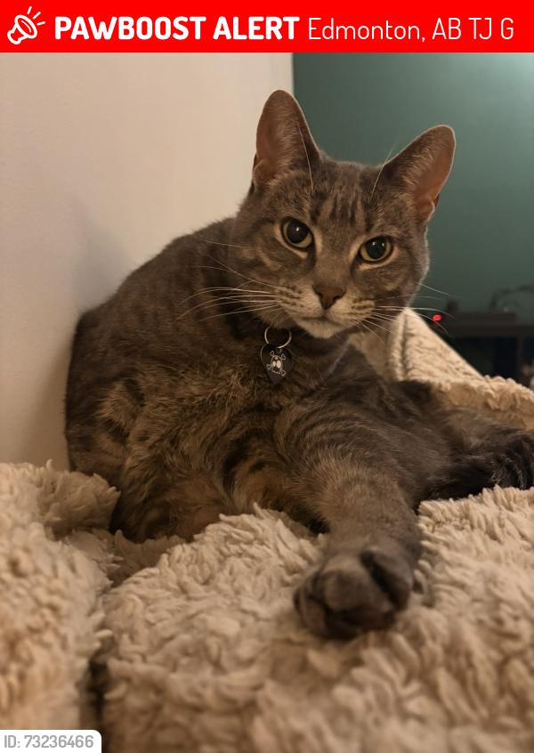 Lost Female Cat last seen Steinhauer, Edmonton, AB T6J 3G1