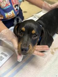 Shelter Stray Male Dog last seen Near BLOCK AMHURST DR, RIVERSIDE, CA, 6851 Van Buren Boulevard, Jurupa Valley, CA 92509, USA