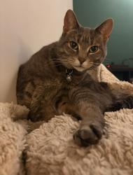 Lost Female Cat last seen Steinhauer, Edmonton, AB T6J 3G1