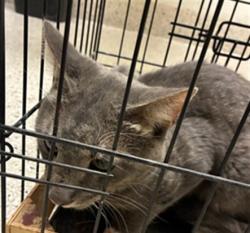 Shelter Stray Unknown Cat last seen Near BLOCK MAIN ST, 12155 Park Blvd, Brighton, CO 80601, USA