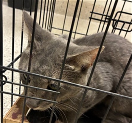 Shelter Stray Unknown Cat last seen Near BLOCK MAIN ST, 12155 Park Blvd, Brighton, CO 80601, USA