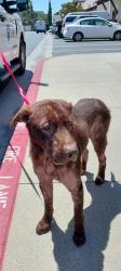 Shelter Stray Male Dog last seen FOUND ON E J ST, 130 Beyer Way, Chula Vista, CA 91911, USA