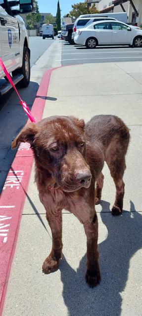 Shelter Stray Male Dog last seen FOUND ON E J ST, 130 Beyer Way, Chula Vista, CA 91911, USA
