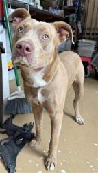 Shelter Stray Male Dog last seen Near BLOCK LANOITAN, 130 Beyer Way, Chula Vista, CA 91911, USA