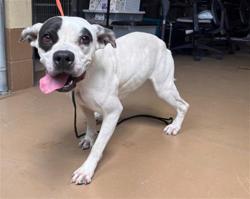 Shelter Stray Female Dog last seen ROHR PARK, 130 Beyer Way, Chula Vista, CA 91911, USA