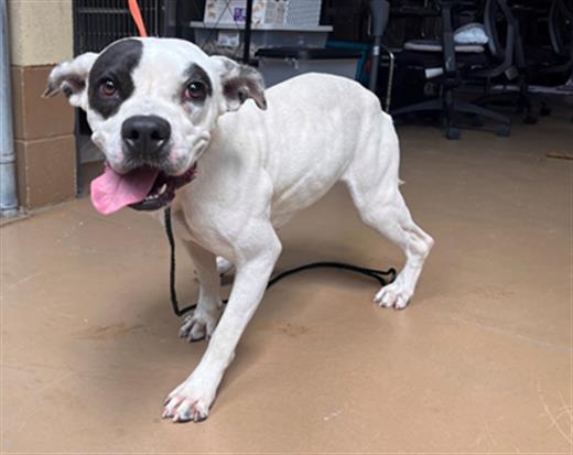 Shelter Stray Female Dog last seen ROHR PARK, 130 Beyer Way, Chula Vista, CA 91911, USA