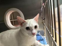 Shelter Stray Female Cat last seen D AVE, 130 Beyer Way, Chula Vista, CA 91911, USA