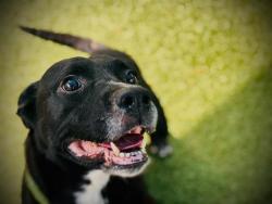 Shelter Stray Male Dog last seen , 2769 Conroy Rd, Orlando, FL 32839, USA