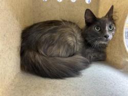 Shelter Stray Female Cat last seen Near GEARY ST, RENO NV 89503, 2825 Longley Ln Suite A, Reno, NV 89502, USA