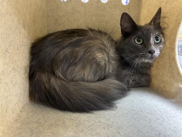 Shelter Stray Female Cat last seen Near GEARY ST, RENO NV 89503, 2825 Longley Ln Suite A, Reno, NV 89502, USA