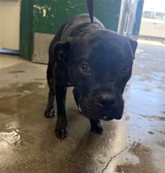 Shelter Stray Male Dog last seen BASE LINE ST X F ST, 333 Chandler Pl, San Bernardino, CA 92408, USA