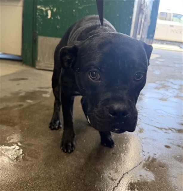 Shelter Stray Male Dog last seen BASE LINE ST X F ST, 333 Chandler Pl, San Bernardino, CA 92408, USA