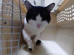 Shelter Stray Male Cat last seen Near BLOCK N DECATUR ST, DENVER CO 80204, 1241 W Bayaud Ave, Denver, CO 80223, USA