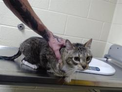 Shelter Stray Female Cat last seen Near BLOCK N DECATUR ST, DENVER CO 80204, 1241 W Bayaud Ave, Denver, CO 80223, USA