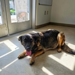 Shelter Stray Female Dog last seen , 957 N Gaffey St, San Pedro, CA 90731, USA