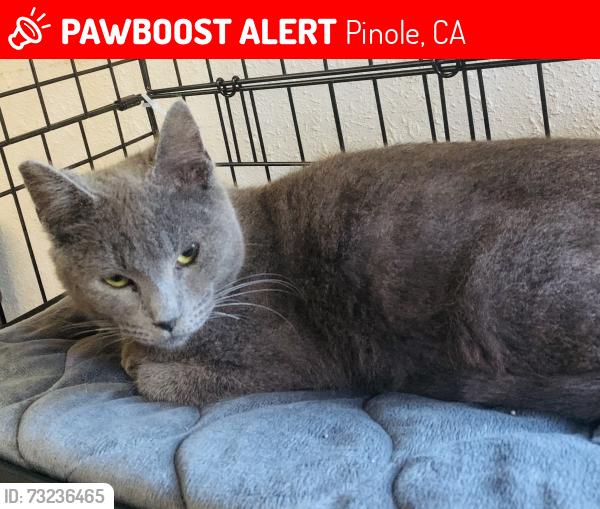 Lost Male Cat last seen Major Vista, Pinole, CA 94564
