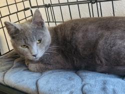Lost Male Cat last seen Major Vista, Pinole, CA 94564