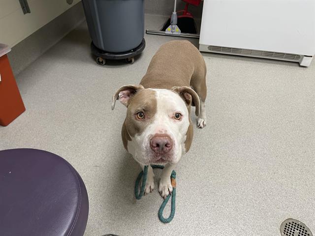 Shelter Stray Male Dog last seen ORCHARD CREEK & DEL WEBB, 11232 B Ave, Auburn, CA 95603, USA