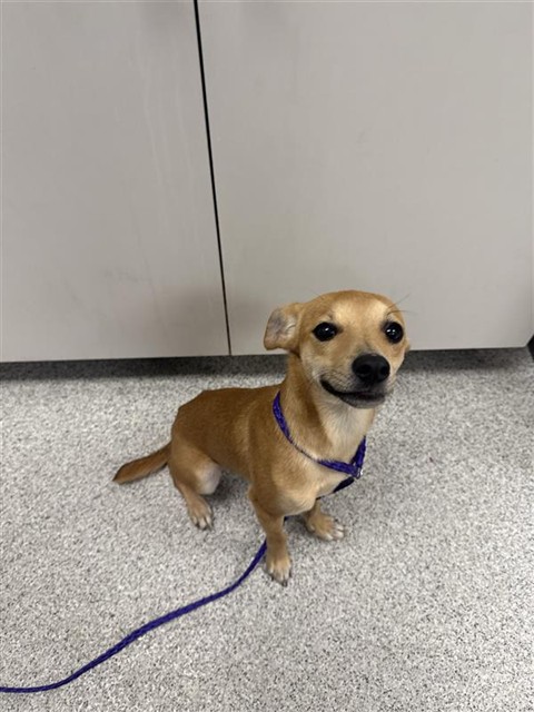 Shelter Stray Male Dog last seen POPPY RIDGE RD / COSBY WY, 9150 Union Park Way, Elk Grove, CA 95624, USA