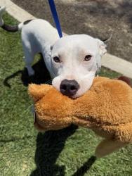 Shelter Stray Female Dog last seen Near BLOCK LAKELAND ST, LAKE ISABELLA CA 93240, 3951 Fruitvale Ave, Bakersfield, CA 93308, USA