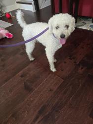 Reunited Male Dog last seen Northwood Cemetery, Philadelphia, PA 19126