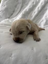 Shelter Stray Unknown Dog last seen , 4275 Elton St, Baldwin Park, CA 91706, USA