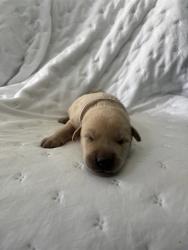 Shelter Stray Unknown Dog last seen , 4275 Elton St, Baldwin Park, CA 91706, USA