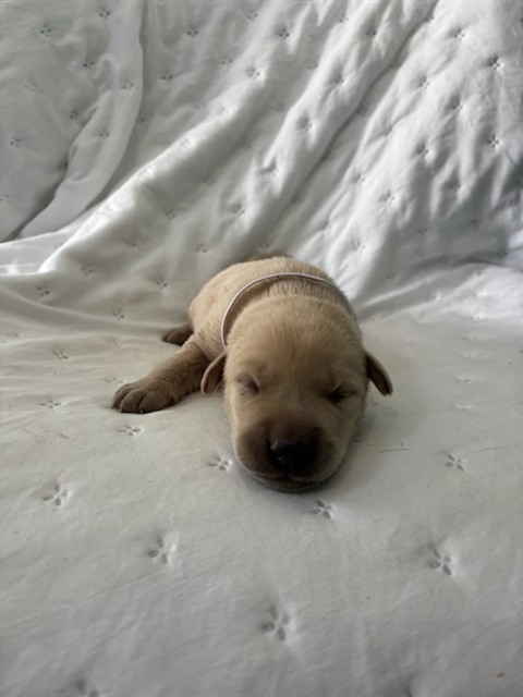 Shelter Stray Unknown Dog last seen , 4275 Elton St, Baldwin Park, CA 91706, USA
