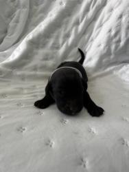 Shelter Stray Unknown Dog last seen , 4275 Elton St, Baldwin Park, CA 91706, USA
