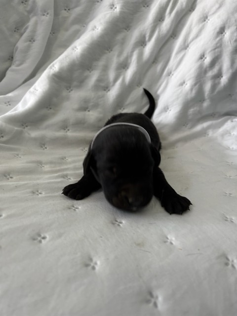 Shelter Stray Unknown Dog last seen , 4275 Elton St, Baldwin Park, CA 91706, USA
