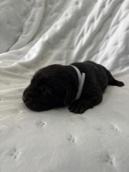 Shelter Stray Unknown Dog last seen , 4275 Elton St, Baldwin Park, CA 91706, USA