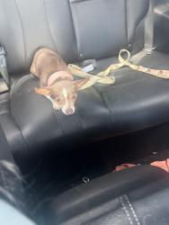 Lost Female Dog last seen Glenmore dr and Washington, Pasadena, TX 77503